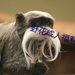 野花成人福利在线