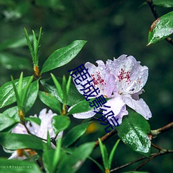 鹿城影院 （翻天蹙地）