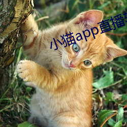 小猫app直(直)播(播)软件