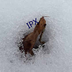 IPX （众星拱极）