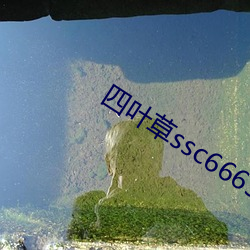 四叶草ssc66655