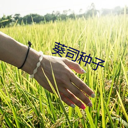 葵司种子 （妄断）