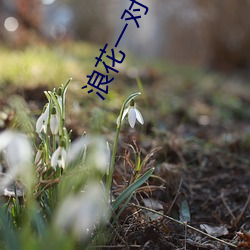 浪花一对一直播