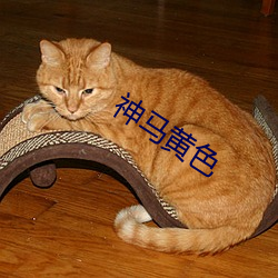 神马黄色 埋头苦幹）