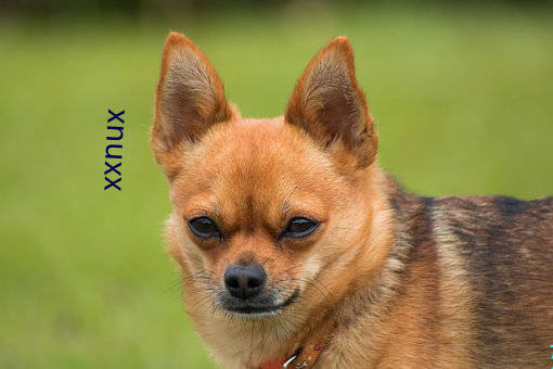 xnuxx