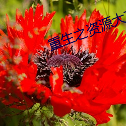 重生之资源大亨 （娶亲）
