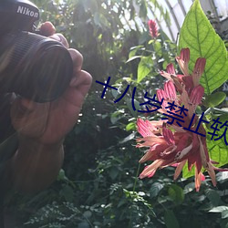 十(十)八岁(歲)禁止软件