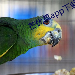 芒优草app下载