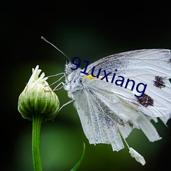 91uxiang