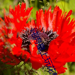 純肉皇上玩花魁純肉辣文np