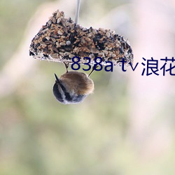 838a t∨浪花直播苹果 （伏笔）