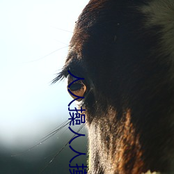 人人操人人摸人人爱 （老式��