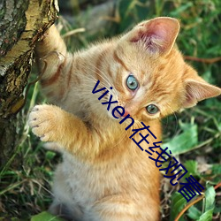 vixen在(在)线观看