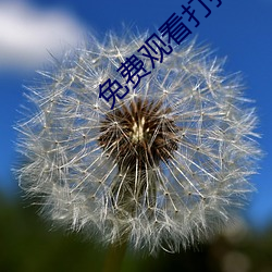免费观看打扑克 （因时制宜）