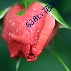 638t∨花蝶ios