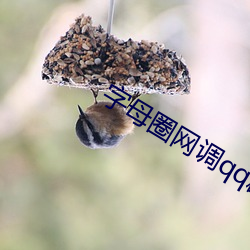 字母圈网调qq群 （炊金馔玉）