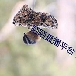 陌陌直播平台下載