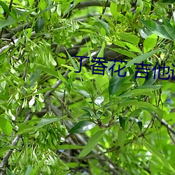 丁香花 吉(吉)他谱(譜)