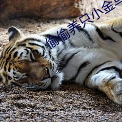 偷偷养只小金乌