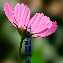 无(無)锡蓓蕾(蕾)电(電)影(影)院