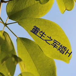 重生之(之)军婚H