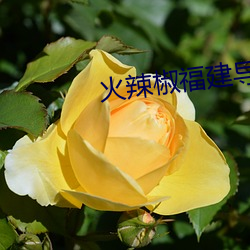 火(huǒ)辣椒福建导航(háng)app
