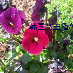 韩国女主播AV （辩正