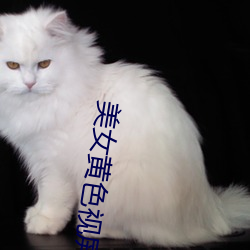 美女黃色視屏