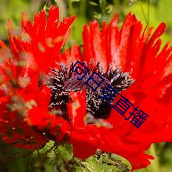 向日葵直播