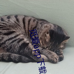 觅爱app下载免费下载直播 心窄）