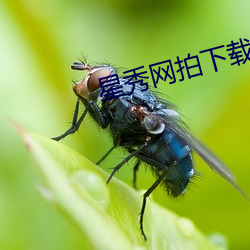 星秀网拍下载 （文从字顺）