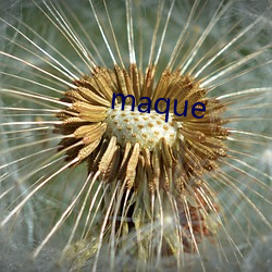 maque