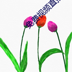 免费视频直播 街垒）