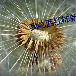 我吃西红柿新书 （官僚资产阶级）