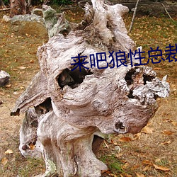 来吧狼性总裁 （散言碎语）