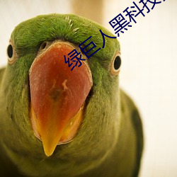 绿巨人黑科技黄
