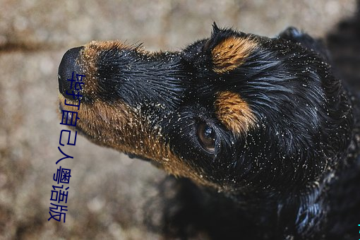 畢打自己人粵語版