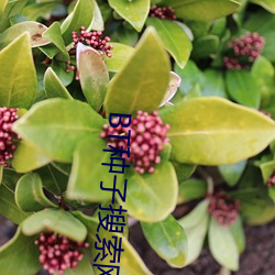 BT種子搜索網站