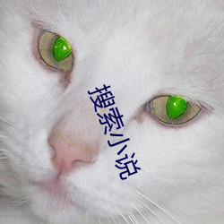 搜索(索)小说