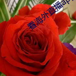 看海外直播app