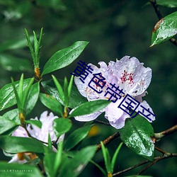 黄色带(帶)国产