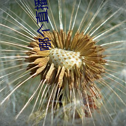 哪(n)个直播应(yng)用最开(kāi)放