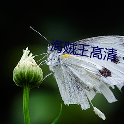 海(海)贼王高清