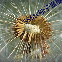 556tv柚(柚)子直播