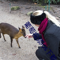 葡萄视频ios下载APP