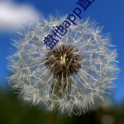 盘他app直播(播)