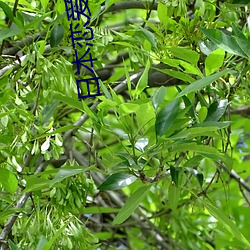 日本戀愛綜藝