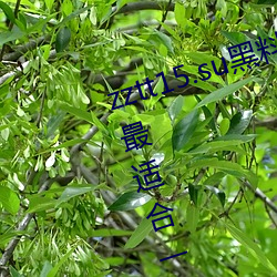 zztt15.su黑料不打烊入口深度体验:最适合一个人晚上偷偷看 （七老八十）