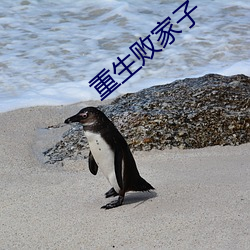 重生败家子 （小炉匠）