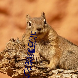北方影院之对局
